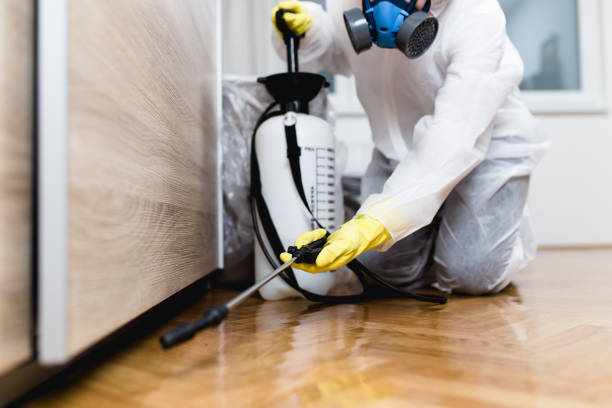 Best Flea Control Services  in Desnso, CA