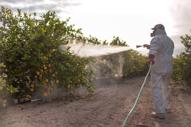 Best Affordable Pest Control Services  in Desnso, CA