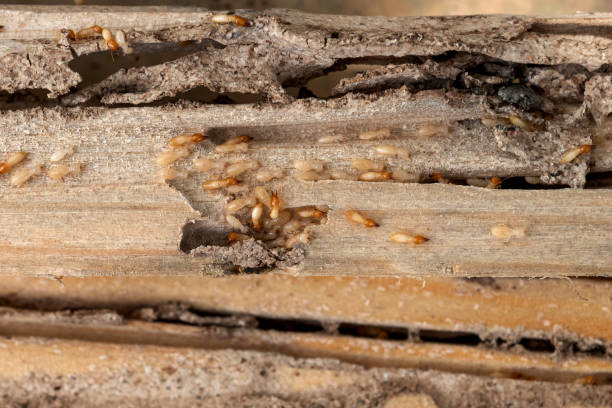 Best Ant Control Services  in Desnso, CA