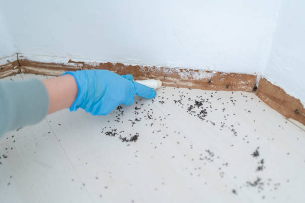 Best Rat Extermination Near Me  in Desnso, CA